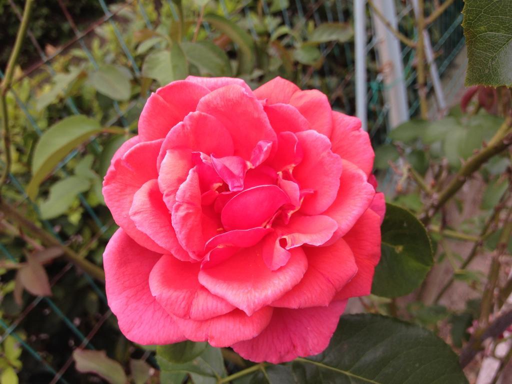 Affittacamere Le Rose إيمولا المظهر الخارجي الصورة